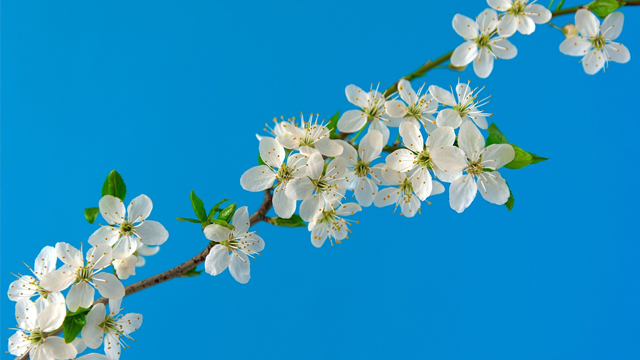 樱花